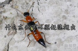 什么东西可以驱赶隐翅虫（驱赶隐翅虫的方法）