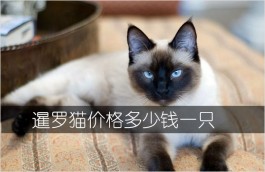 暹罗猫价格多少钱一只？暹罗猫适合新手养吗（暹罗猫优点和缺点）