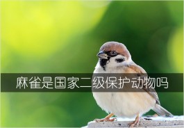 麻雀是国家二级保护动物吗（麻雀为什么被列入国家二级保护动物）