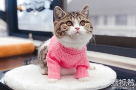 养猫需要准备什么（8点养猫的注意事项）