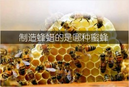 制造蜂蜡的是哪种蜜蜂（能够制造蜂蜡的蜜蜂）