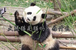 大熊猫是猫吗？为什么（属于什么科什么动物）