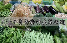 5一6月份种什么菜合适？这些蔬菜最为适宜这个时段