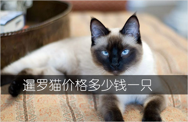 暹罗猫价格多少钱一只