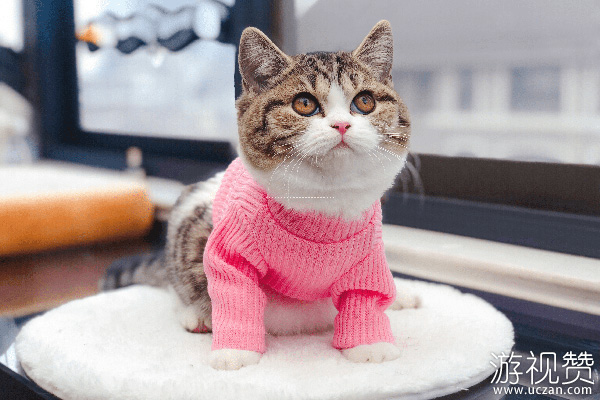 养猫之前需要做什么准备
