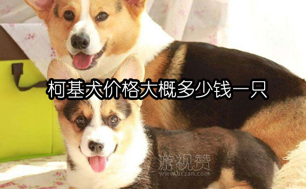 柯基犬价格大概多少钱一只