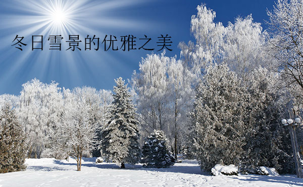 冬日雪景的优雅之美